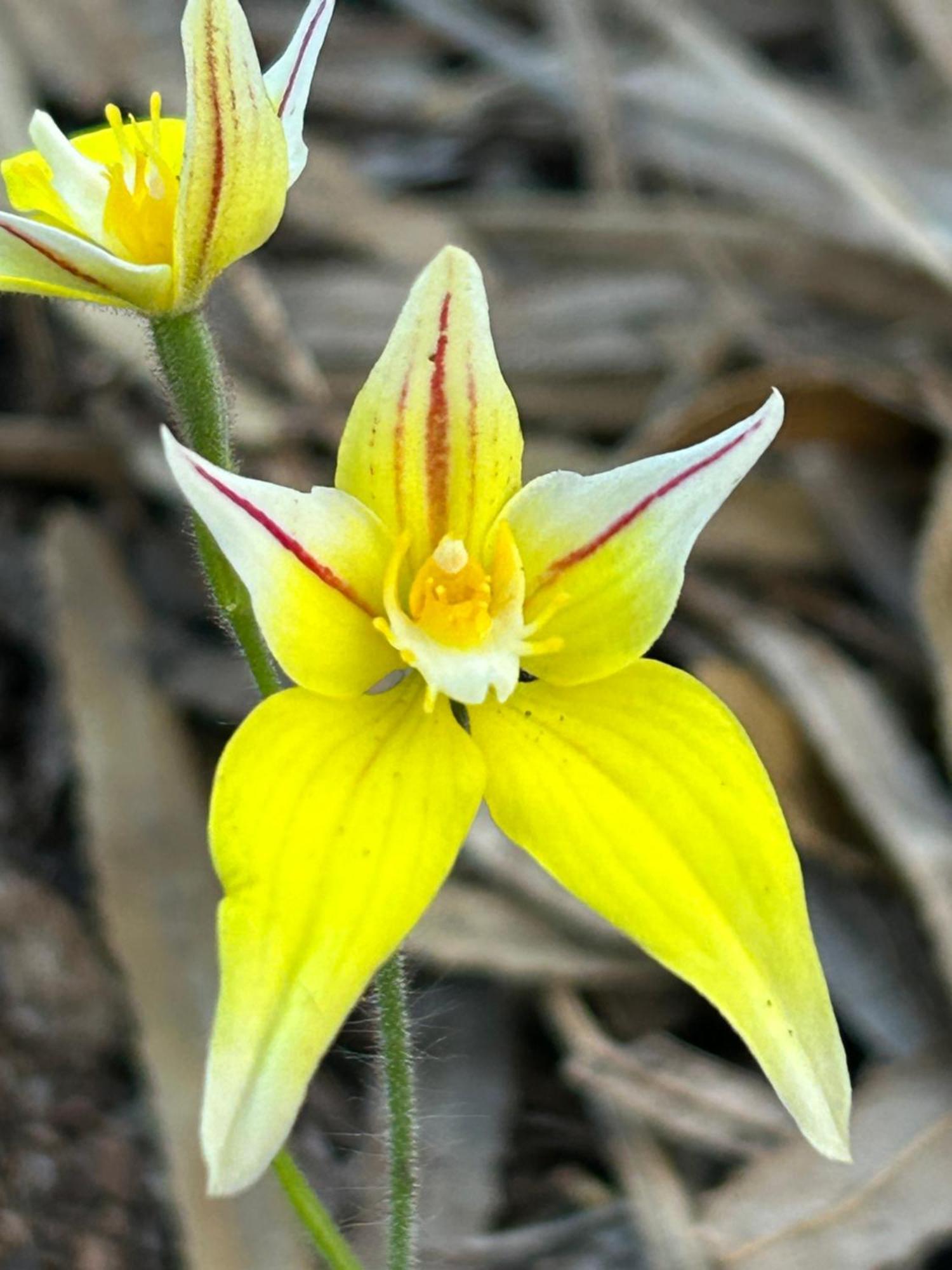 Yelverton Brook Conservation Sanctuary Metricup Zewnętrze zdjęcie
